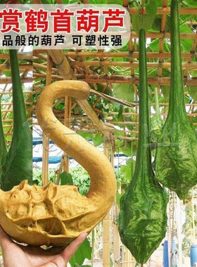 鹤首葫芦种子文玩葫芦籽