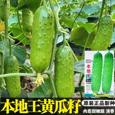 本地王黄瓜种子压塌架水果黄瓜种籽早熟爽脆旱黄瓜春秋季田园蔬菜