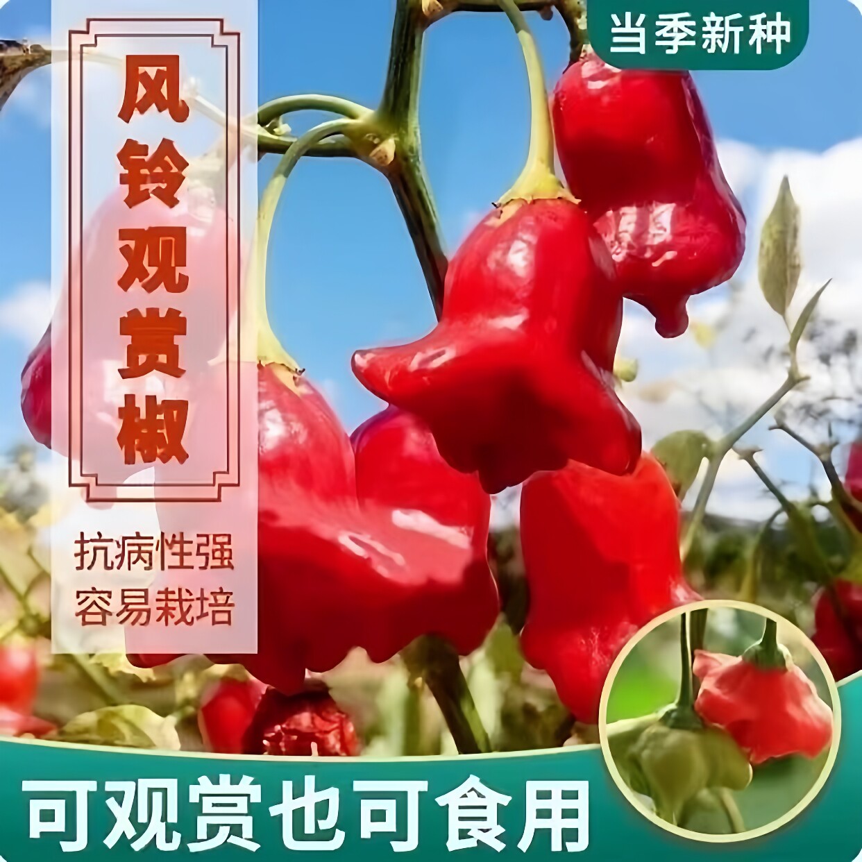 风铃椒种子特色早熟正宗观赏小灯笼辣椒观赏可食用四季播蔬菜种子