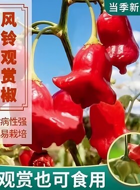 风铃椒种子特色早熟正宗观赏小灯笼辣椒观赏可食用四季播蔬菜种子
