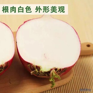 耐热红圆蔓菁种子高产菜地耐贮适应性 广蔓菁芜菁籽易种植红皮种