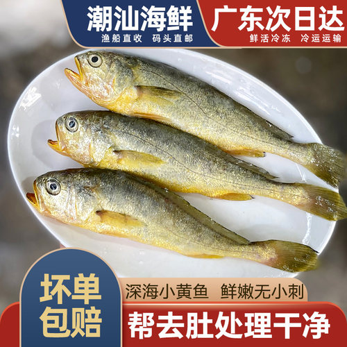 深海小黄鱼一斤约5条帮去肚处理