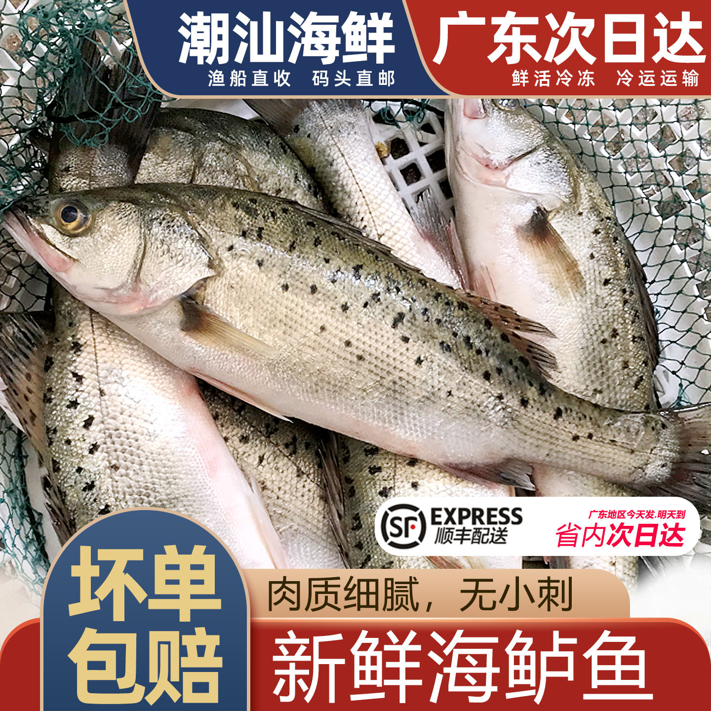 海鲈鱼新鲜海鱼,1份1条