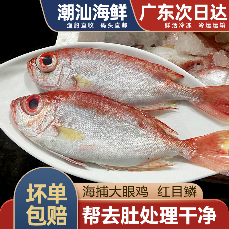大眼鸡鱼红目鳞1斤2-3条