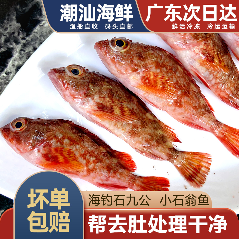 石翁鱼海钓煲汤海鱼新鲜潮汕海鲜水产小红斑小石斑虎头鱼石九公鱼 水产肉类/新鲜蔬果/熟食 淡水鱼类 原图主图