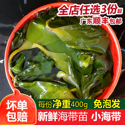 海带苗细嫩新鲜非即食干货凉拌食材小海带火锅食材免泡发400g装