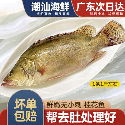 桂花鱼一条一斤左右帮去肚处理