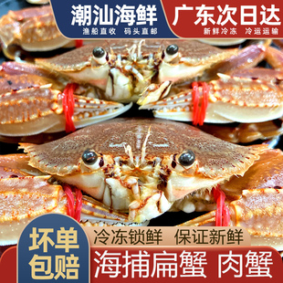 扁蟹冷冻海蟹海捕螃蟹潮汕海鲜水产红螃蟹大蟹非小青蟹肉蟹梭子蟹