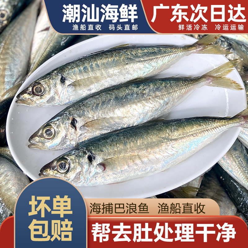 巴浪鱼海捕深海鱼新鲜蓝圆鲹潮汕海鲜水产冷冻刺巴鱼池鱼1斤3-5条-封面