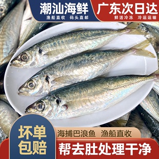 巴浪鱼海捕深海鱼新鲜蓝圆鲹潮汕海鲜水产冷冻刺巴鱼池鱼1斤3 5条