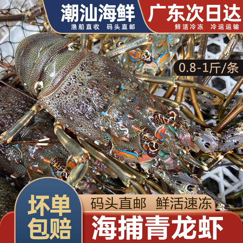 大龙虾小青龙虾潮汕海鲜鲜活冷冻水产1只新鲜青龙青虾 水产肉类/新鲜蔬果/熟食 冻虾 原图主图