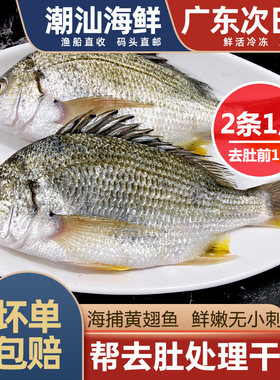 潮汕大黄立鱼一斤两条，两斤3条