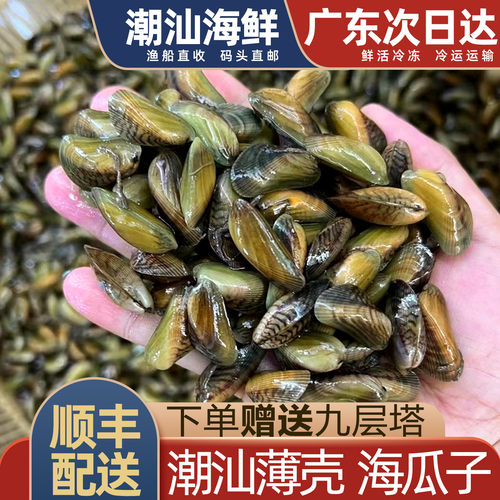 潮汕薄壳海瓜子，下单赠送金不换
