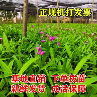 云南白芨种苗白芨苗紫花三叉驯化苗露天种植白及苗药材苗
