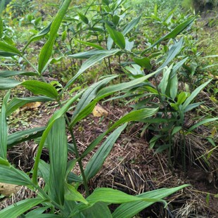 陕西秦岭姜型不倒苗黄精种子名贵药材种子黄精籽送种植资料指导种