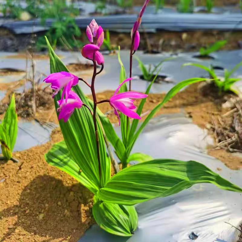 白芨种苗正宗紫花三叉宽叶大白芨种苗白及苗露天训化白芨带芽块茎