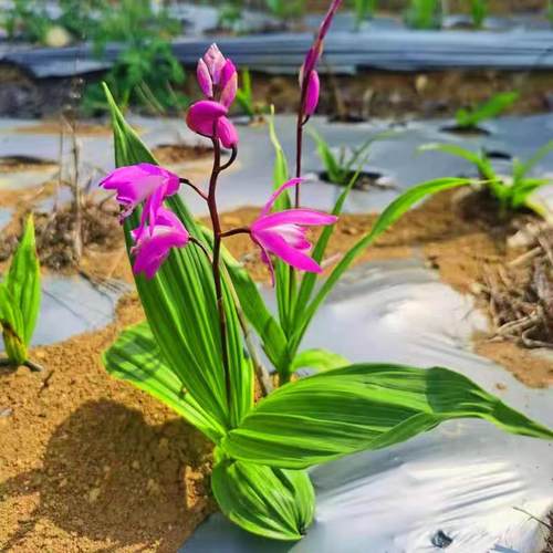 白芨种苗正宗紫花三叉宽叶大