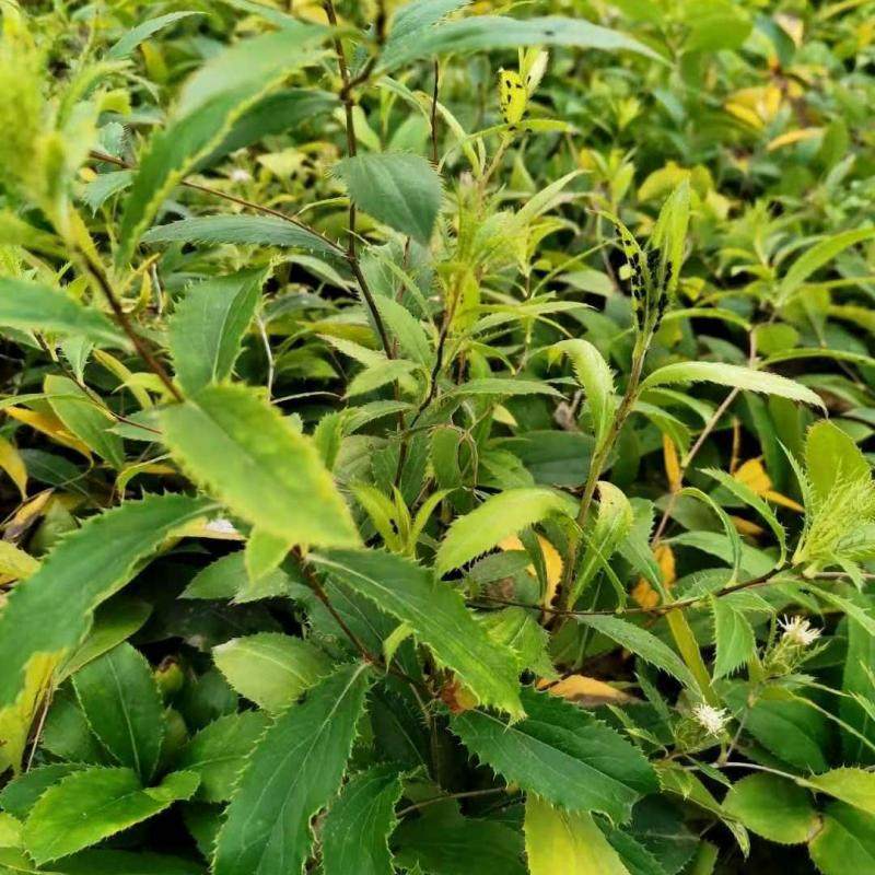 苍术种苗苍术种子包技术包成活名贵中药材苍术苗带朱砂点包邮