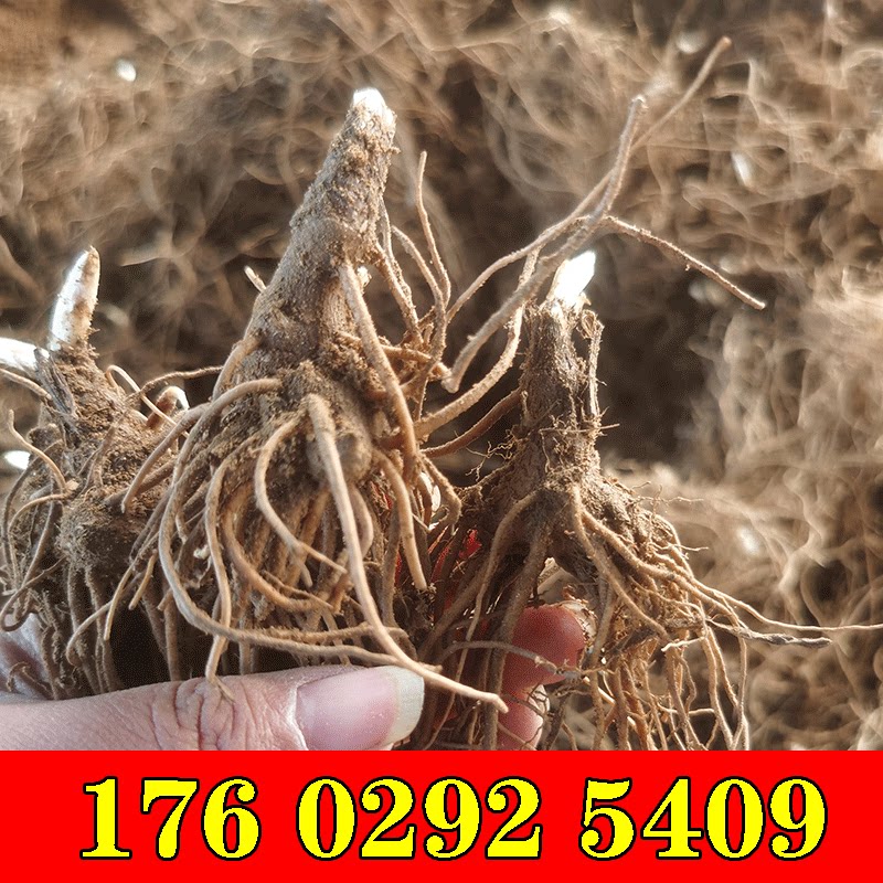 北苍术苗苍珠种苗正宗苍术种苗名贵中药材苗苍术种子苍术苗子