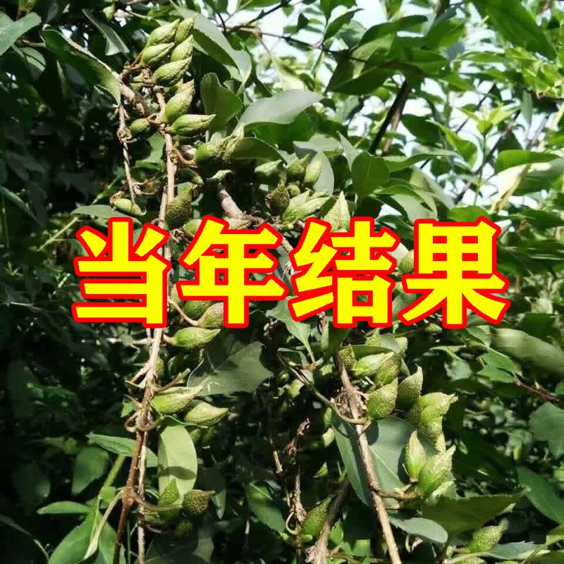 秦岭连翘种苗名贵中药材药用连翘苗高产大果连翘树苗多年生