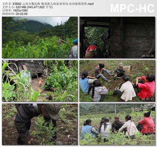 云南少数民族独龙族人的家务劳动视频 农田集体劳作 实拍视频素材