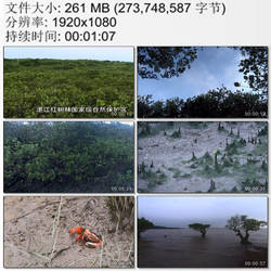 广东湛江红树林国家级自然保护区 小螃蟹 高清实拍视频素材