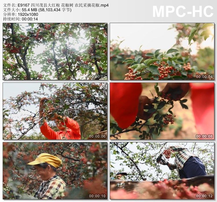 四川茂县大红袍视频 花椒树 农民采摘花椒 实拍视频素材