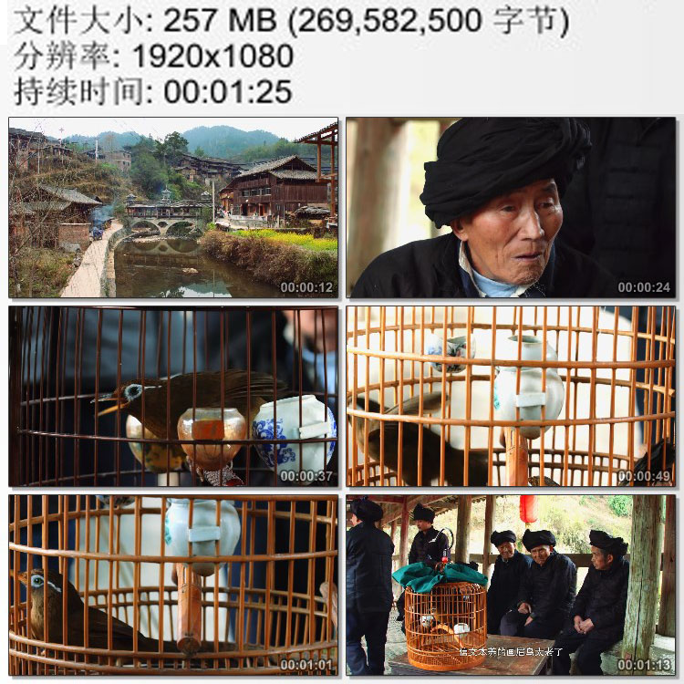 侗寨人文风光风雨桥上斗画眉鸟的男人们 生活情趣 实拍视频素材