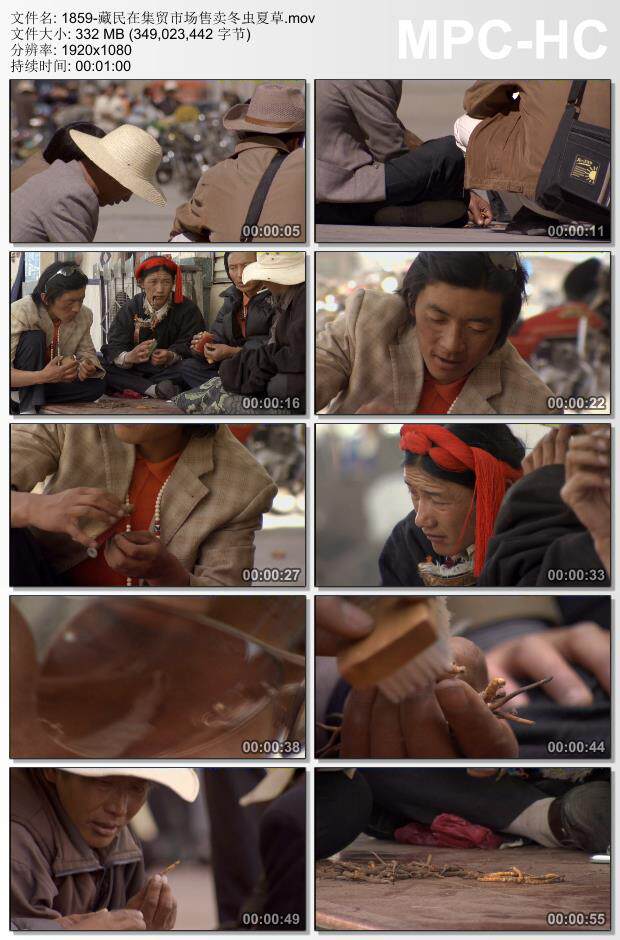 藏民在集贸市场售卖冬虫夏草 高清实拍视频素材