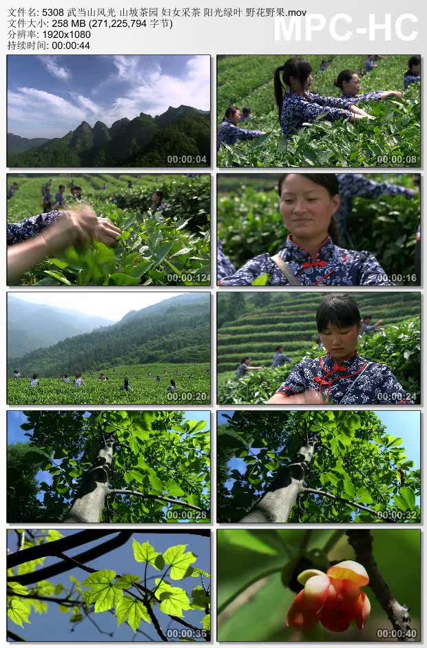 武当山风光山坡茶园妇女采茶阳光绿叶野花高清实拍视频素材
