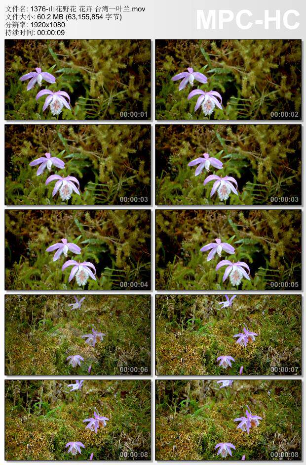 山花野花花卉台湾一叶兰 高清视频素材