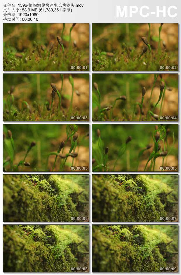 植物嫩芽快速生长快镜头 实拍视频素材