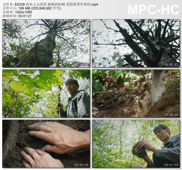 药农上山采药枯败的松树 采挖茯苓中草药 动态实拍视频素材