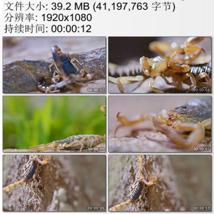 蝎子特写毒蝎尾上针 高清实拍视频素材
