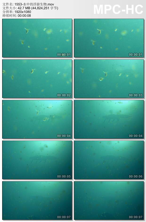 水中的浮游生物 实拍动态视频素材