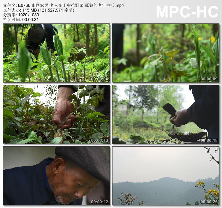 山区农民老人在山中挖野菜 孤独的老年生活素材 实拍视频素材