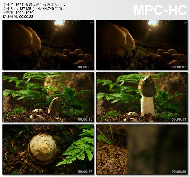 蘑菇快速生长快镜头 实拍动态视频素材