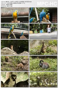 上海野生动物园金刚鹦鹉细尾獴 高清视频实拍素材