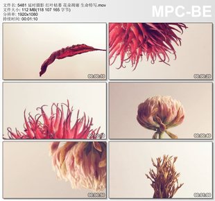 延时摄影红叶枯萎 花朵凋谢 生命特写 实拍动态视频素材