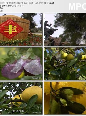 浙江台州 观光农业园 生态示范区玉环文旦柚子 高清短视频素材