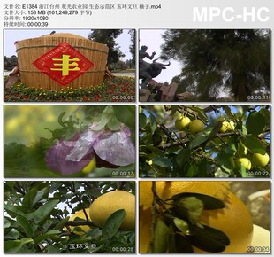 浙江台州 观光农业园 生态示范区玉环文旦柚子 高清短视频素材