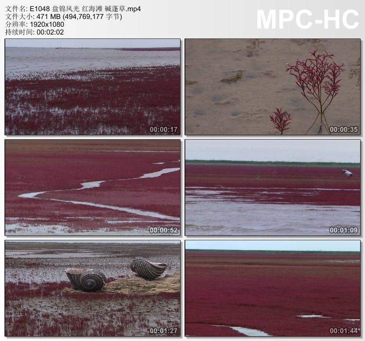 盘锦风光红海滩素材视频 碱蓬草 实拍视频素材