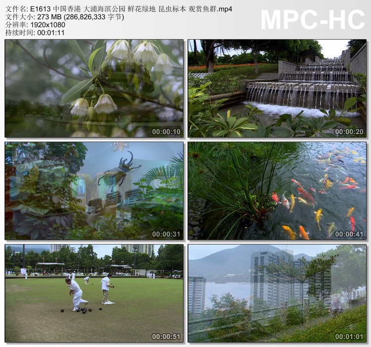 中国香港大浦海滨公园 鲜花绿地 昆虫标本观赏鱼群 视频剪辑素材