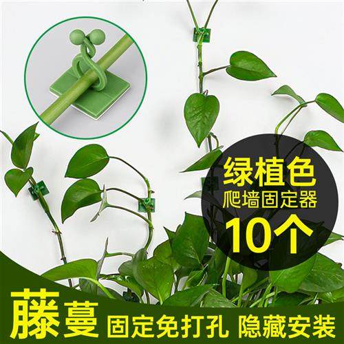 绿萝爬墙固定器厂家小中大号现货绿植挂钩粘贴墙面固定免打孔,收纳整理,其他收纳,淘宝优惠券,粉丝福利购,淘宝优惠卷