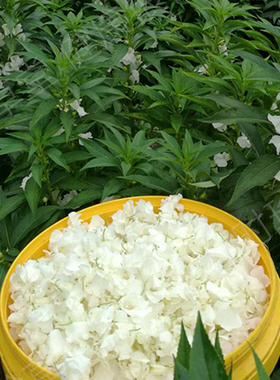 红白色凤仙花花瓣新鲜治灰指甲草花现摘染指甲粉泡脚酒小桃红泡酒