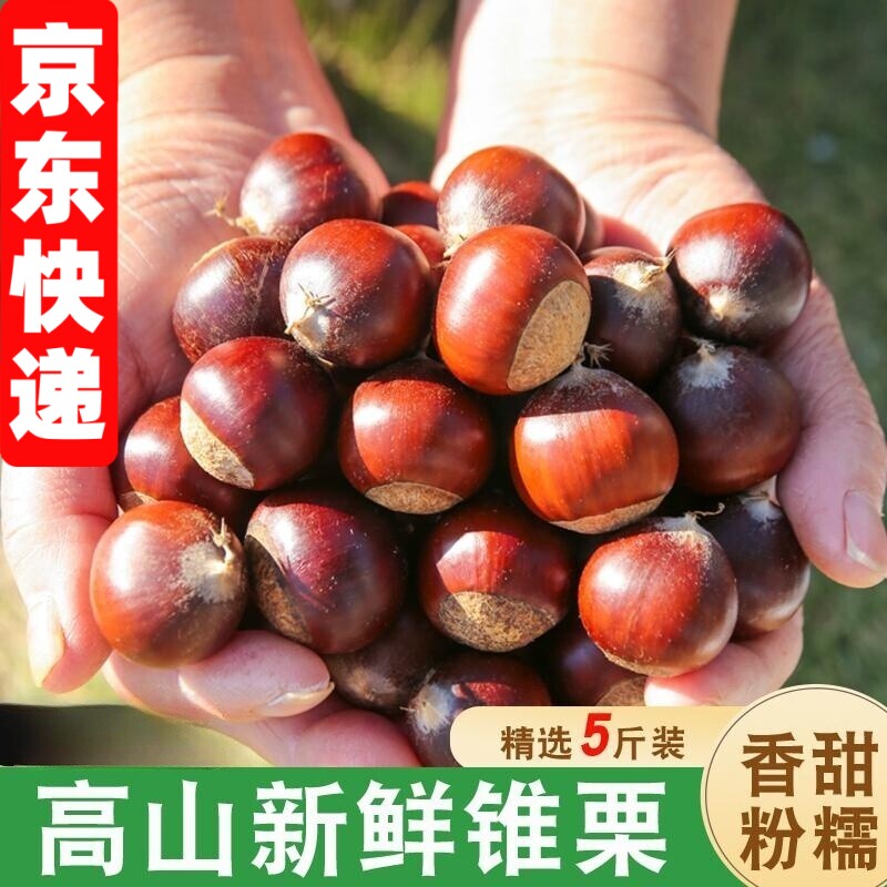 农家现摘福建锥栗新鲜栗子板栗
