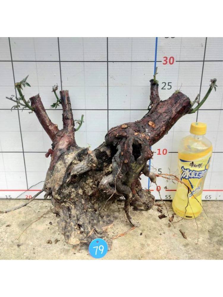 山木香老桩砧木嫁接月季玫瑰老桩盆景园艺庭院没有嫁接q的熟桩砧