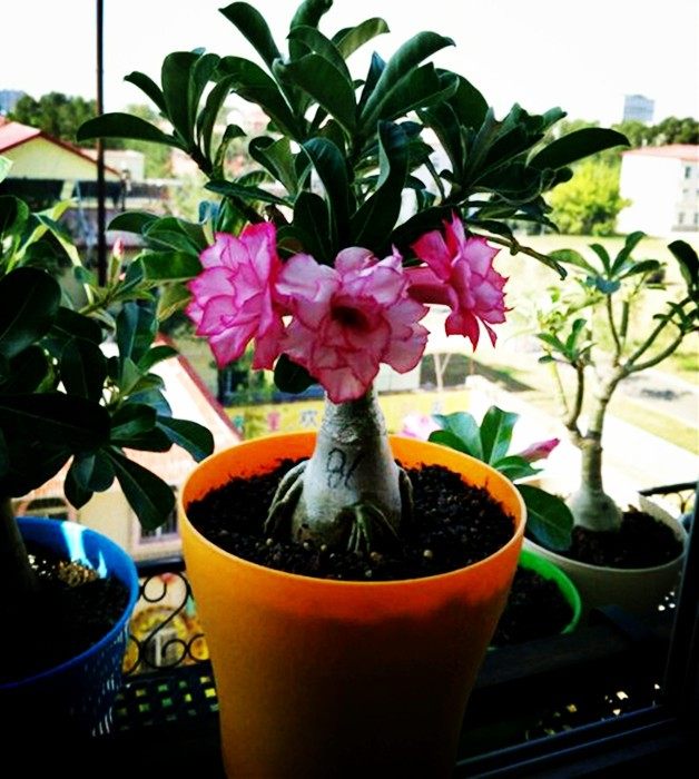 代表爱情的花盆栽植物喜阳耐旱花卉多肉桌面绿植盆栽重瓣沙漠玫瑰