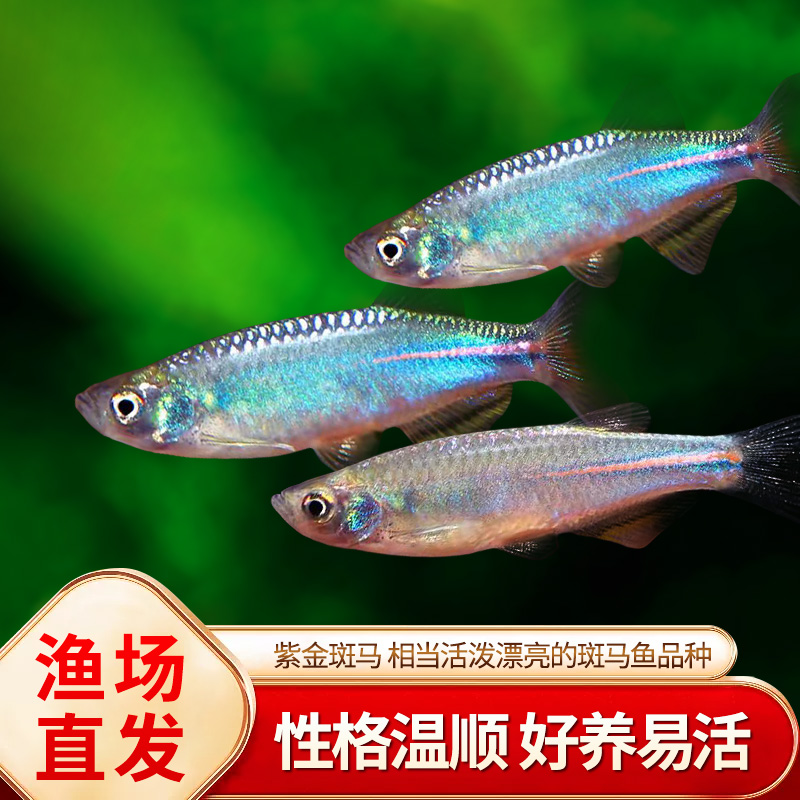 紫金斑马鱼小型观赏鱼原生淡水鱼冷水鱼玫瑰金线半线丹鱼大班马鱼