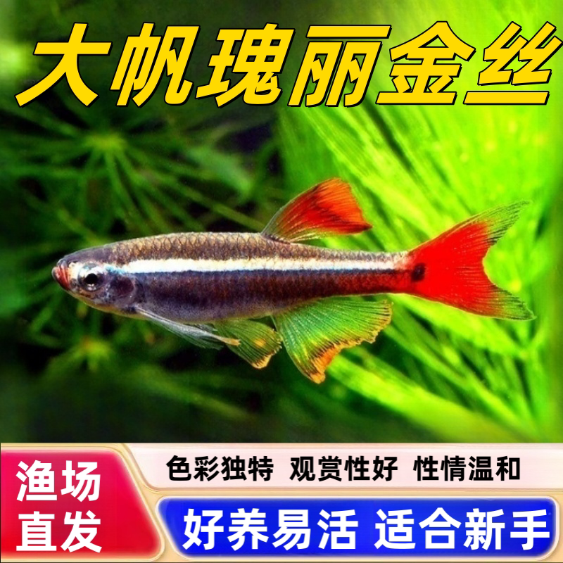 大帆瑰丽金丝长尾大帆金丝鱼图片